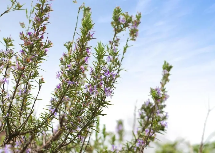 Сasa de vacaciones Traumhaftes Tessiner Haus Mit Weitblick By Interhome